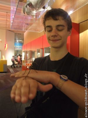 Hugo et un stick insect au musée de Brisbane