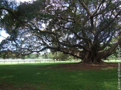 Le photographe est sans voix devant cet arbre extraordinaire